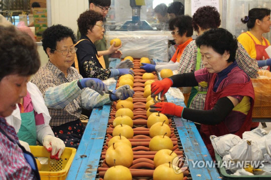 배 주산지인 전남 나주시 배 수출선과장에서 햇배 선별작업을 하고 있는 모습. <연합뉴스>